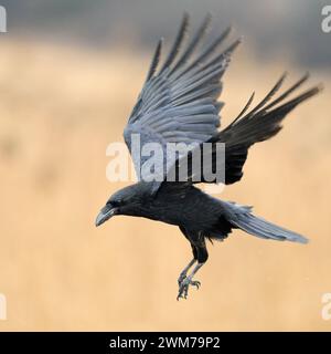 Corvo comune (Corvus corax) in volo, circondato da canne color oro, fauna selvatica, Europa. Foto Stock