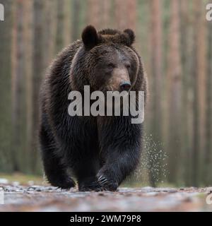 Orso bruno ( Ursus arctos ) a piedi su terreno bagnato, di fronte a una foresta boreale, impressionante incontro, frontale colpo, basso punto di vista, Europa. Foto Stock