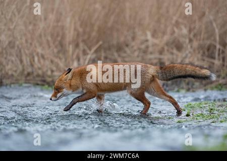 ab durch S Wasser... Rotfuchs * Vulpes vulpes * läuft durch einen Bach, durchquert ein Gewässer, bei Hochwasser, heimische Tierwelt, Säugetiere *** Red Fox Vulpes vulpes attraversando un piccolo torrente, camminando attraverso l'acqua corrente, fauna selvatica, Europa. Deutschland, Europa Foto Stock