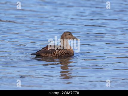Femmina Eider Duck Foto Stock