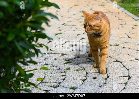 Gatto rosso in inverno a Cipro 2 Foto Stock