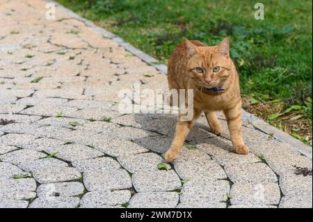 Gatto rosso in inverno a Cipro 1 Foto Stock