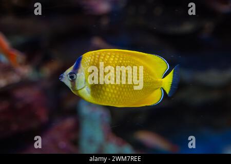 Foto orizzontale del pesce farfalla Sunburst Foto Stock