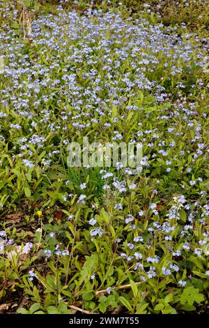 Myosotis arvensis «Field Forget-me-not» Foto Stock