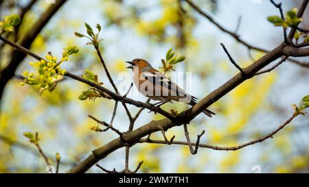 Uccello chaffinch (Fringilla coelebs) che canta e suona mentre siede su un ramo d'albero. Aprile mattina di primavera, le foglie non sono ancora emerse dalle gemme. Foto Stock