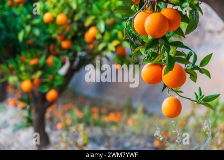 Ramo d'albero pieno di arance mature pronto per essere raccolto, con sfondo sfocato, un arancio pieno di frutta. Foto Stock
