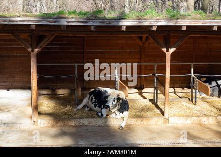 Mucche alpine allo zoo di Schönbrunn, Vienna, Austria, Europa. Foto Stock