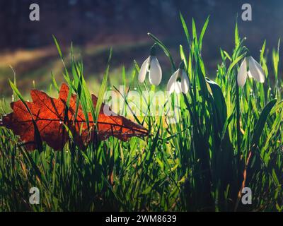 Le gocce di neve selvatiche fioriscono nell'erba verde fresca nella splendida mattina primaverile con la luce del sole e la rugiada mattutina nella foresta Foto Stock