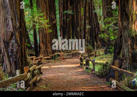 Torreggianti bancarelle di alberi di sequoia vicino a Redwood Creek nel buio e bellissimo Muir Woods National Monument fuori San Francisco, California Foto Stock