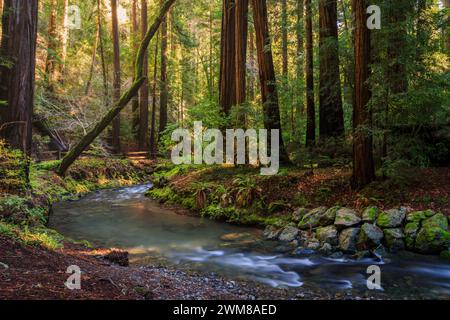 Torreggianti bancarelle di alberi di sequoia vicino a Redwood Creek nel buio e bellissimo Muir Woods National Monument fuori San Francisco, California Foto Stock