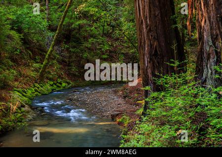 Torreggianti bancarelle di alberi di sequoia vicino a Redwood Creek nel buio e bellissimo Muir Woods National Monument fuori San Francisco, California Foto Stock