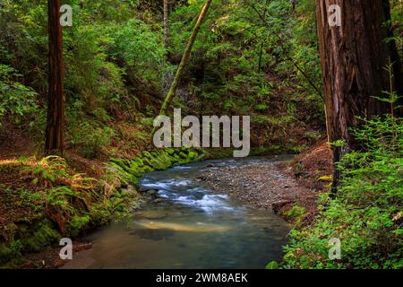 Muir Woods, California Foto Stock