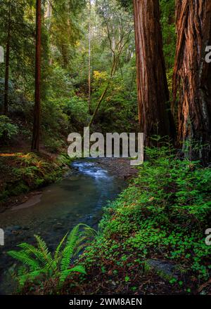 Muir Woods, California Foto Stock