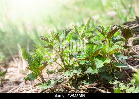 Una giovane ortica verde sul prato in primavera in una giornata di sole. Concetto di erbe medicinali Foto Stock