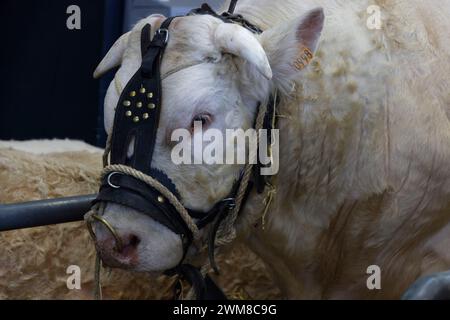 Parigi, Francia. 24 febbraio 2024. Il 60° Salone Internazionale dell'Agricoltura apre le sue porte dal 24 febbraio al 3 marzo 2024 a Parigi, Francia. Crediti: Bernard Menigault/Alamy Live News Foto Stock