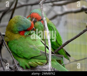 Il lorikeet muschiato è principalmente verde ed è identificato dalla fronte rossa, dalla corona blu e da una distintiva fascia gialla sull'ala. Foto Stock