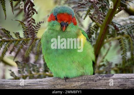 Il lorikeet muschiato è principalmente verde ed è identificato dalla fronte rossa, dalla corona blu e da una distintiva fascia gialla sull'ala. Foto Stock