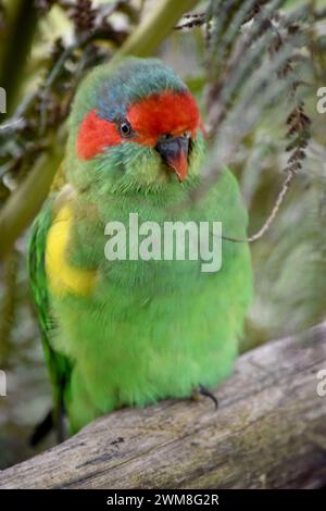 Il lorikeet muschiato è principalmente verde ed è identificato dalla fronte rossa, dalla corona blu e da una distintiva fascia gialla sull'ala. Foto Stock