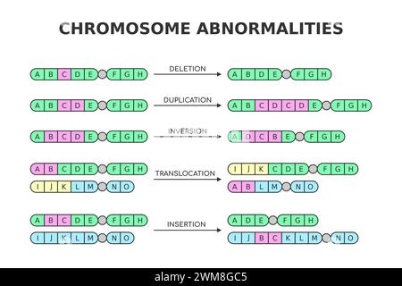Anomalie cromosomiche. Eliminazione, duplicazione, inversione, traslocazione, inserimento. Aberrazioni cromosomiche, mutazioni. Scienza medica Illustrazione Vettoriale