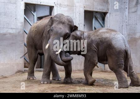 Un giovane elefante asiatico adulto sta lottando, il suo nome scientifico è Elephas maximus Foto Stock