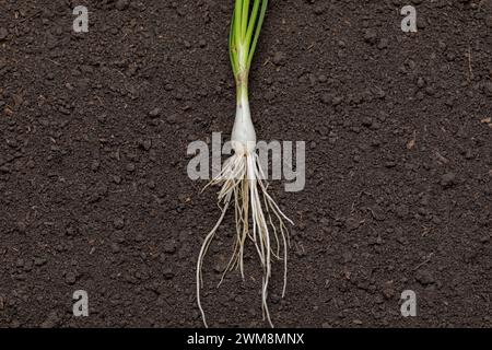 Trapianto di cipolla che mostra il sistema radice, pronto per la semina primaverile. Giardinaggio, prodotti biologici e concetto di giardino domestico. Foto Stock