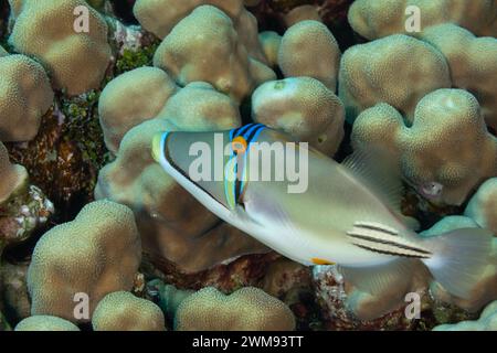 I pesci scatenati nuotano attraverso le acque cristalline di una barriera corallina tropicale Foto Stock