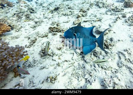 Il pesce grilletto blu viene pulito da striscianti più puliti in una stazione di pulizia su sabbia bianca Foto Stock