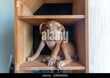 Un cane pitbull seduto all'interno di uno scaffale di legno. Cucciolo color caramello. Foto Stock