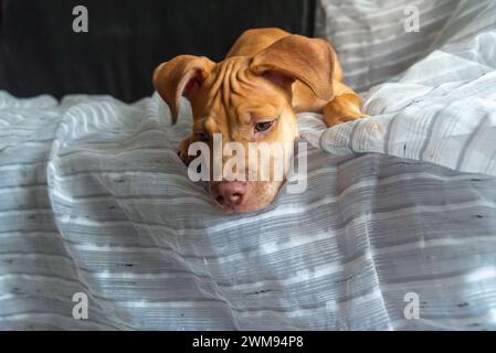 Un cane pitbull disteso su un divano che guarda in basso. Cucciolo color caramello. Foto Stock