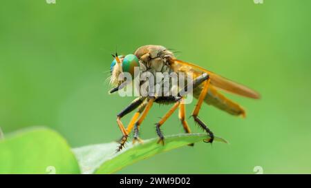 Macro shot di Rober Fly appollaiato su un ramo con sfondo verde naturale, comunemente chiamato Assassin Fly. Foto Stock
