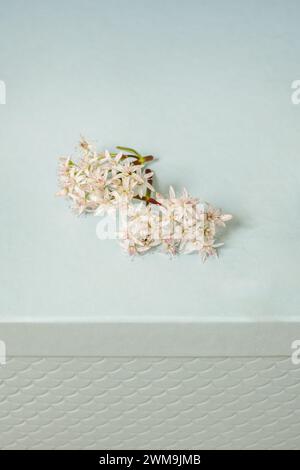 Pianta succulenta di giada in fiore appena tagliata, Crassula ovata, su una scatola azzurra Foto Stock