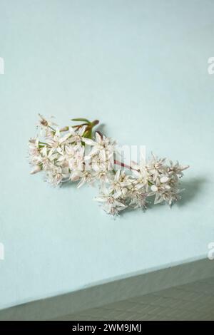 Graziosi fiori di Crassula ovata, pianta succulenta della giada appena tagliata, su una superficie blu cielo soffice Foto Stock