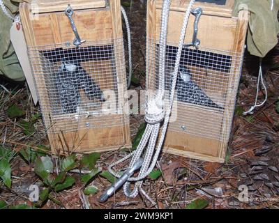 Big Bend Scenic Byway - Woodpecker dai Cockaded rossi Foto Stock