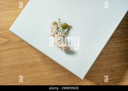 Graziosi fiori di giada appena tagliati piante succulente, Crassula ovata, su una superficie blu cielo tenue in una camera con pavimenti in legno chiaro Foto Stock