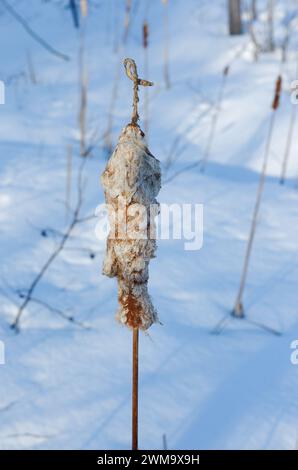 Testa di seme di bulrush in inverno. Quebec, Canada Foto Stock