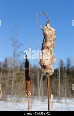 Testa di seme di bulrush in inverno. Quebec, Canada Foto Stock