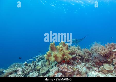 Manta ray, Mobula alfredi, nuota o vola attraverso le acque cristalline dell'oceano Foto Stock