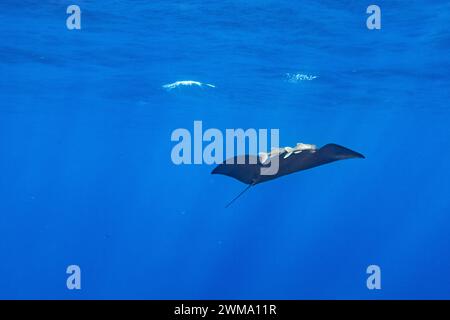 Raro manta nera, Mobula alfredi, con 2 remora attaccate nuota o si tuffa nelle acque cristalline dell'oceano Foto Stock