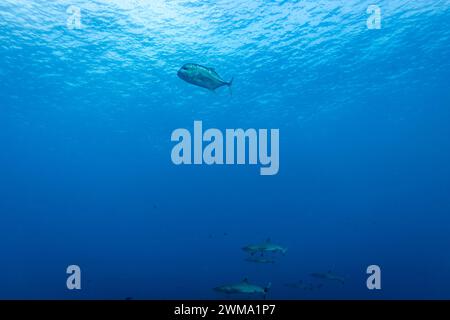 Squali pinna bianca della barriera corallina e giganteschi, Caranx ignobilis, nuotano attraverso le acque cristalline cacciando lungo una barriera corallina tropicale Foto Stock