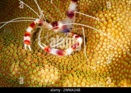Vista macro ravvicinata dei gamberetti di pulizia striscati sul corallo Foto Stock