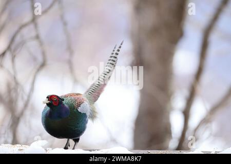 Il fagiano verde (Phasianus versicolor), noto anche come fagiano verde giapponese, è un uccello onnivoro originario dell'arcipelago giapponese, a whi Foto Stock