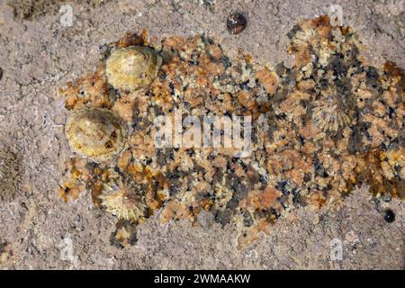 Limpets (Patellidae) nella zona di surf sulle rocce, Cote de Granit Rose, Bretagna, Francia Foto Stock