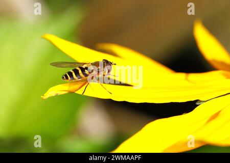 Marmellata hoverfly (Episyrphus balteatus), su coneflower giallo (Echinacea paradoxa), Wilden, Renania settentrionale-Vestfalia, Germania Foto Stock