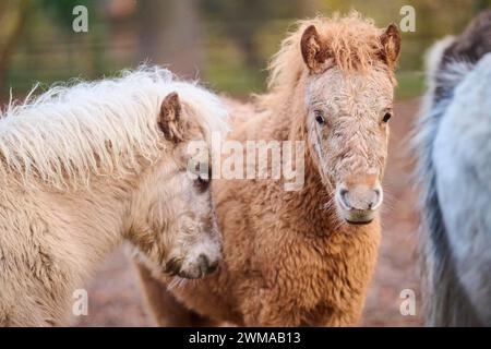 Ritratto dei pontili delle Shetland in inverno, Baviera, Germania Foto Stock