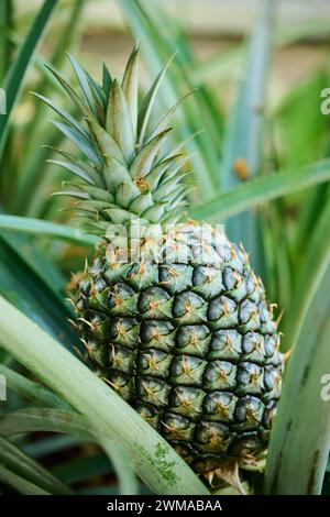 Ananas (Ananas comosus) frutta che cresce in una serra, Germania Foto Stock