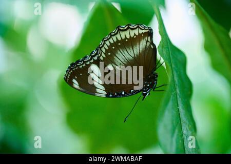 Ottima melanzana (Hypolimnas bolina) seduta su una foglia, Germania Foto Stock