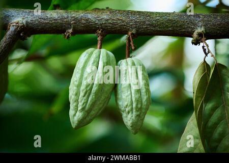 Cacao (Theobroma cacao) frutti appesi su un albero che cresce in una serra, Germania Foto Stock