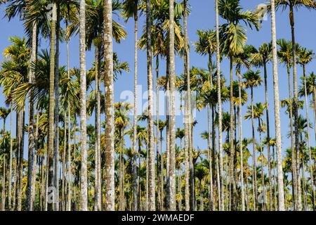 In mezzo a un cielo senza nuvole, un gruppo di palme si erge alto e verdeggiante, le loro fronde frusciano dolcemente nella brezza calda. Foto Stock