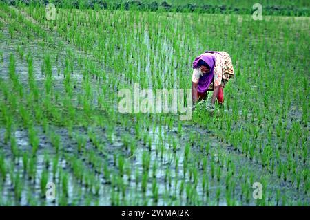 Reisfelder a Dacca donne contadine lavora in una risaia nel distretto di Bogura, alla periferia di Dacca, Bangladesh, il 24 febbraio 20224. Bogura Bogra District Bangladesh Copyright: XHabiburxRahmanx Foto Stock