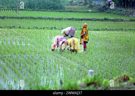 Reisfelder a Dacca donne contadine lavora in una risaia nel distretto di Bogura, alla periferia di Dacca, Bangladesh, il 24 febbraio 20224. Bogura Bogra District Bangladesh Copyright: XHabiburxRahmanx Foto Stock